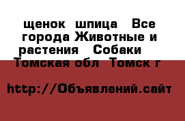 щенок  шпица - Все города Животные и растения » Собаки   . Томская обл.,Томск г.